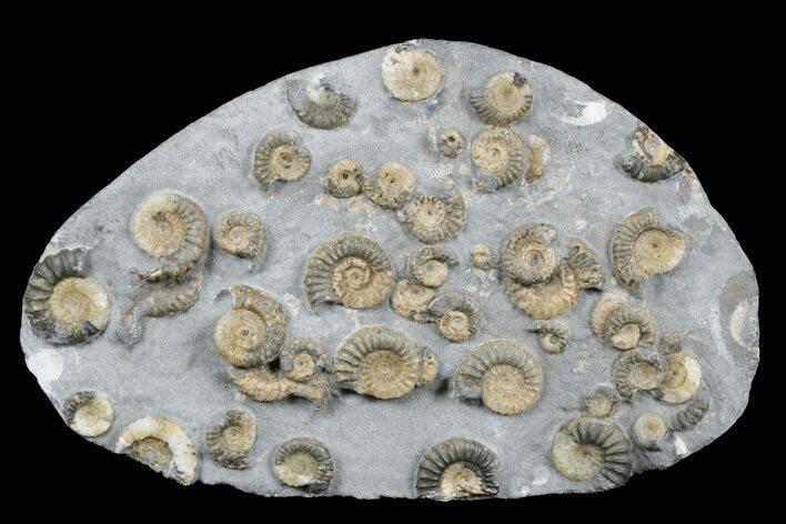 Golden Calcite Ammonite (Promicroceras) Cluster - England #176344